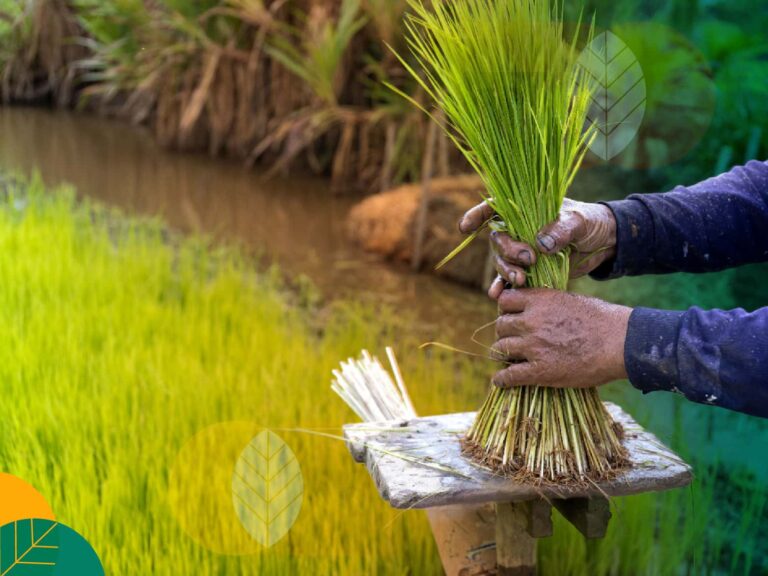 Panduan Lengkap Budidaya Padi Sawah dan Organik: Teknik, Manfaat, Tantangan, serta Peluang Bisnis Pertanian Pangan yang Menguntungkan