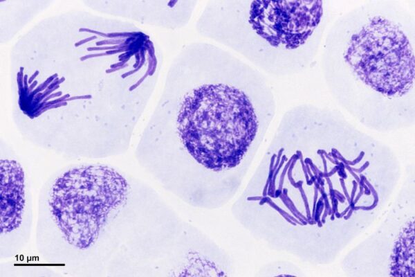 Proses Reproduksi Sel Secara Mitosis: Tahapan, Mekanisme, Fungsi, dan Peran Mitosis dalam Pertumbuhan, Perbaikan Jaringan, serta Pembelahan Sel pada Tumbuhan dan Hewan